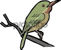Broad billed TodyFreehand Image